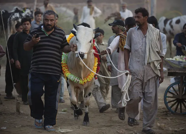 Pakistani customers moves a cow they bought from a market to sacrifice later in the upcoming Eid al-Adha in Islamabad, Pakistan, Thursday, September 17, 2015. Eid al-Adha, or the Feast of the Sacrifice, is celebrated to commemorate the Prophet Ibrahim's faith in being willing to sacrifice his son. (Photo by B. K. Bangash/AP Photo)