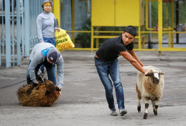 Men lead sheep for slaughtering to mark Kurban-Ait, also known as Eid al-Adha, in the Central Mosque in Almaty, Kazakhstan, September 12, 2016. (Photo by Shamil Zhumatov/Reuters)