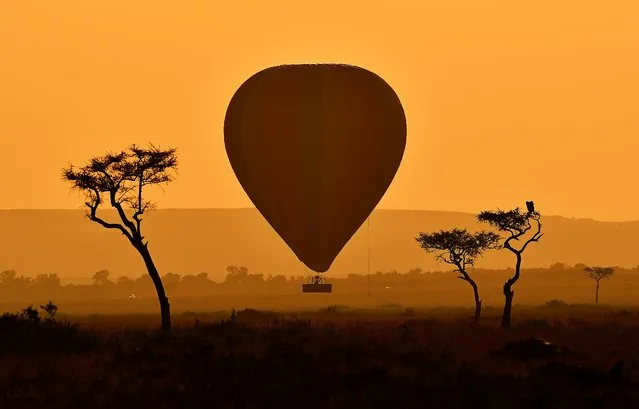A hot air balloon carrying tourists is picturedduring the annual wildebeest migration in the Masai Mara game reserve on September 14, 2016. (Photo by Carl De Souza/AFP Photo)