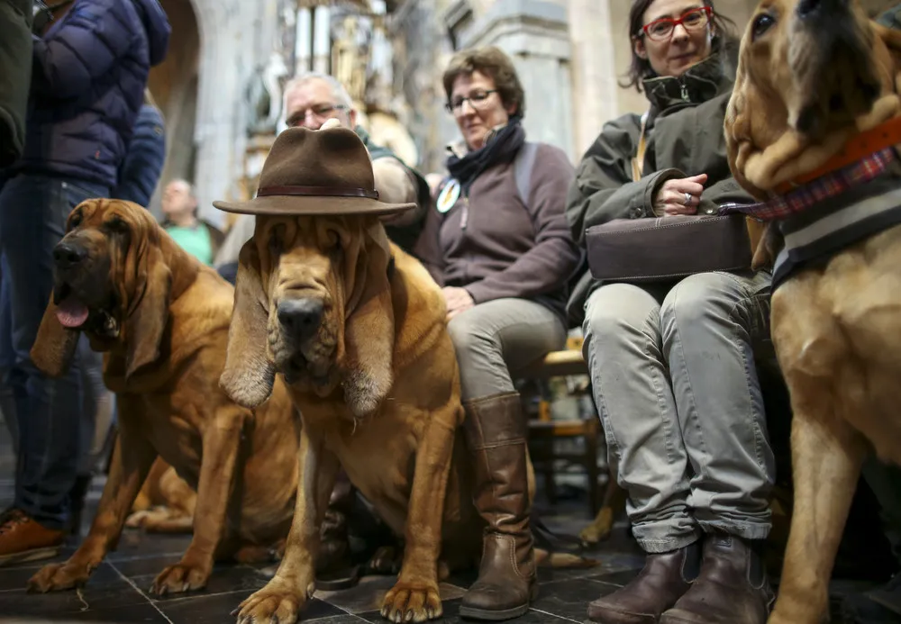The Week in Pictures: Animals, November 1 – November 8, 2014