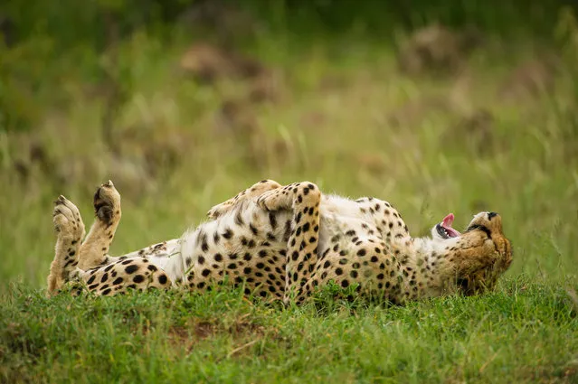 'Great joke — lol'. A leopard appears to laugh on it's back. (Photo by Jeff Derx/Comedy Wildlife Photography Awards/Mercury Press)