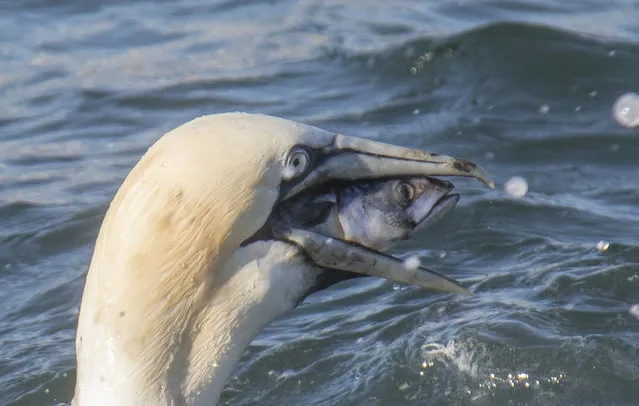 Gannet finding fishing difficult pictured by Chrys Mellor near Bempton for the Comedy Wildlife Photo Awards 2016, East Yorkshire, England, August, 2016. (Photo by Chrys Mellor/Barcroft Images/Comedy Wildlife Photo Awards)