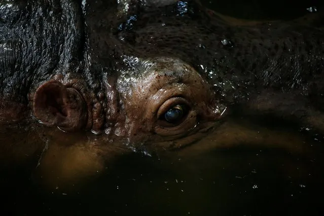 Thailand's oldest hippopotamus “Mae Mali” is seen during her 55th birthday at Khao Kheow zoo in Chon Buri, Thailand on September 8, 2020. (Photo by Soe Zeya Tun/Reuters)