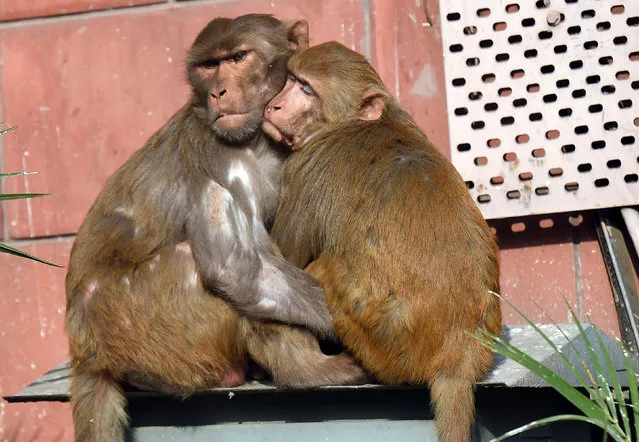 A pair of monkeys rest together at Parliament House in New Delhi on February 1, 2018. (Photo by Prakash Singh/AFP Photo)