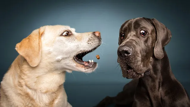 Labrador and Great Dane. (Photo by Vieler Photography/Caters News Agency)