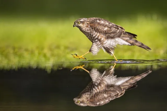 A sparrowhawk appears to be walking on water over a pond in Lille, Belgium in November 2022. (Photo by Raf Raeymaekers/Solent News)