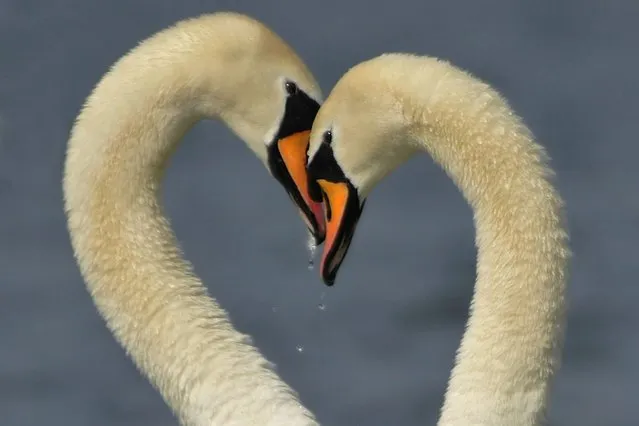 Swans. (Photo by Bill Doherty/National Pictures)