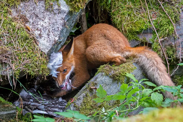 Winner – 15 to 17 years old, and Young Grand Title winner: The fox that got the goose by Liina Heikkinen, Finland. It was on a summer holiday in Helsinki that Liina, then aged 13, heard about a large fox family living in the city suburbs on the island of Lehtisaari. The island has both wooded areas and fox-friendly citizens, and the foxes are relatively unafraid of humans. So Liina spent one long July day, without a hide, watching the two adults and their six large cubs. (Photo by Liina Heikkinen/Wildlife Photographer of the Year 2020)