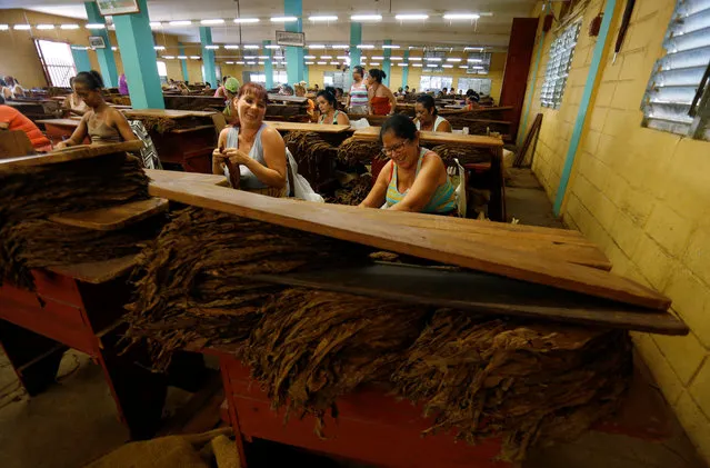 Workers prepare tobacco leaves at a tobacco factory in Pinar del Rio province in Cuba on February 28, 2018. From the field to the factory during the annual Habanos cigar festival in Cuba. (Photo by Reuters/Stringer)