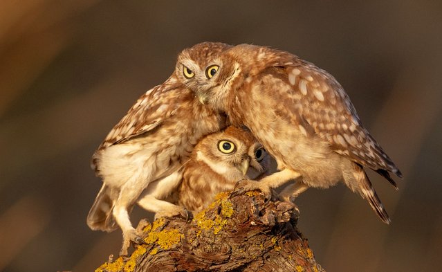 Little owl siblings play while their parents are away hunting in the Negev region of Israel in the second decade of August 2025. (Phoot by David Manusevich/Solent News & Photo Agency)