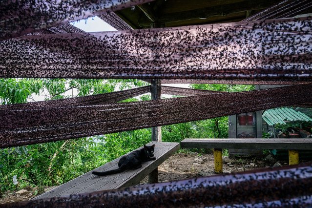 A black cat rests amongst sticky traps used to catch lovebugs or Plecia nearctica at Mount Gyeyang summit in Incheon on July 3, 2025. (Photo by Anthony Wallace/AFP Photo)