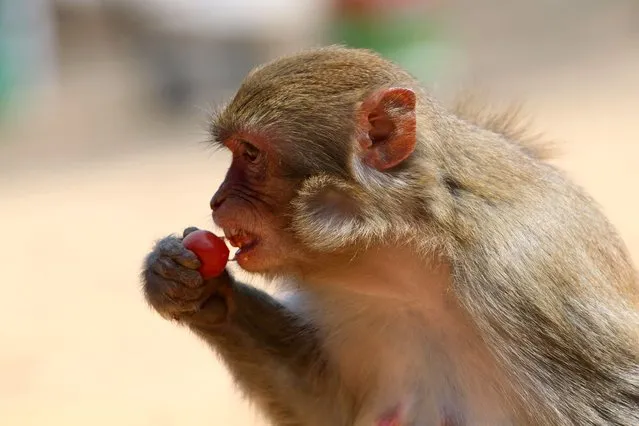 A macaque eat fruits in Lingshui Li Autonomous County, southernmost China's Hainan Province, 16 February, 2023. (Photo by Rex Features/Shutterstock)