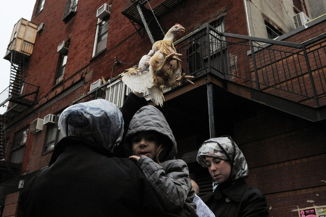 People participate in the Jewish religious holiday of Kaporos in the Brooklyn borough of New York City, October 9, 2016. (Photo by Stephanie Keith/Reuters)