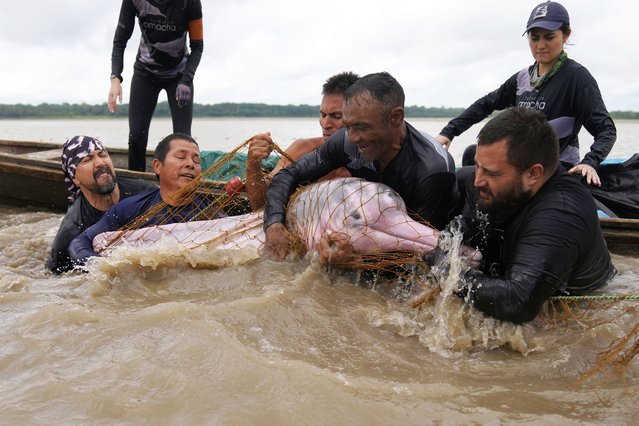 Scientists and veterinarians capture a pink river dolphin in the Amazon River to perform health checks in Puerto Narino, Colombia, Sunday, September 7, 2025. (Photo by Fernando Vergara/AP Photo)