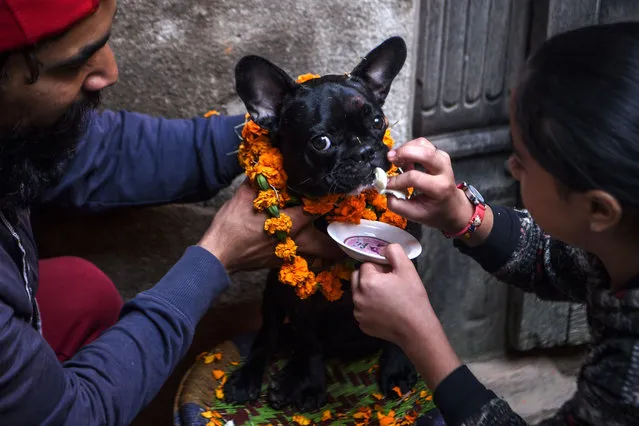 Hindu devotees worship a dog as part of offerings for Tihar which is the local name for Diwali, the Hindu festival of lights, at a dog care centre in Kathmandu on November 14, 2020. (Photo by Prakash Mathema/AFP Photo)