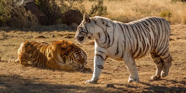 Dont get catty. These roar-some images show the moment two female tigers came to blows in a bitter dispute over territory. Rarely ever seen in the wild let alone on camera, the dramatic images show a white Siberian tiger and orange-coloured tiger slashing ferociously at each others face and eyes. (Photo by Alex Kirichko/Caters News/SIPA Press)