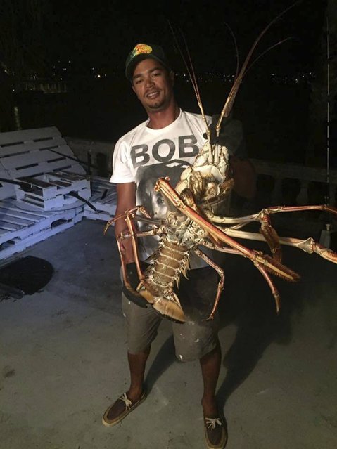 In this photo provided by charter boat company Sanctuary Marine Bermuda, Tristan Loescher holds up a 14-pound spiny lobster he caught while fishing on October 14, 2016, at an undisclosed shoreline location in Bermuda. (Photo by Sanctuary Marine Bermuda via AP Photo)
