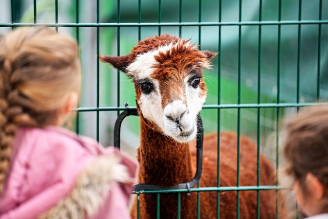 An alpaca watches children through a fence at a farm in Castrop-Rauxel, Germany, Wednesday, October 15, 2025. (Photo by Martin Meissner/AP Photo)