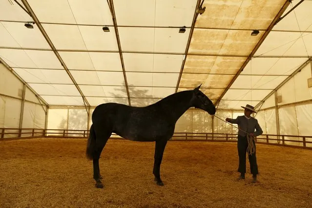 An Andalusian horseman rehearses before competing in a morphological contest for mares of two years during the Sicab International Pre Horse Fair which is dedicated in full and exclusively to the purebred Spanish horse in the Andalusian capital of Seville, southern Spain November 17, 2015. (Photo by Marcelo del Pozo/Reuters)