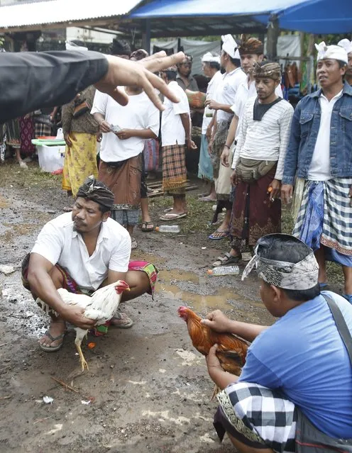 Balinese men hold their cock fighters during the Tabuh Rah ceremony at a Temple in Gianyar, Bali, Indonesia, 28 December 2014. (Photo by Made Nagi/EPA)
