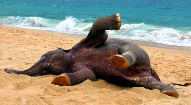 Baby Elephant On A Beach