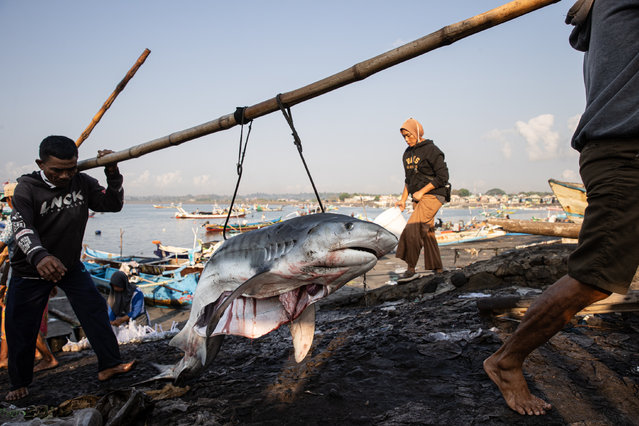 Workers carry shark catch to Tanjung Luar fishing port on October 08, 2025 in Lombok, Indonesia. Indonesia's shark fisheries are both the world's largest and among its most complex, balancing vital conservation needs against the economic dependence of coastal communities. With 218 of the world's 1,250 shark species found in Indonesian waters, overfishing has put many at risk of extinction. (Photo by Robertus Pudyanto/Getty Images)