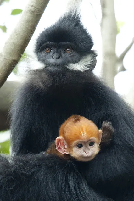 This handout photo received by the Taronga Zoo shows a baby female Francois Leaf-monkey, called “Nuoc” or “water” in Vietnamese, which was born on March 3, 2013 at Sydney's Taronga Zoo and which had to be reared by keepers for 12 days after her birth when its mother “Saigon” did not produce enough milk. (Photo by Mandy Everett/Getty images)