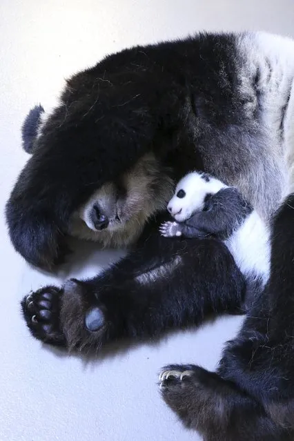 Giant panda mother Er Shun holds one of her twin cubs in this undated handout picture taken at the Toronto Zoo in Toronto, Ontario. (Photo by Reuters/The Toronto Zoo)