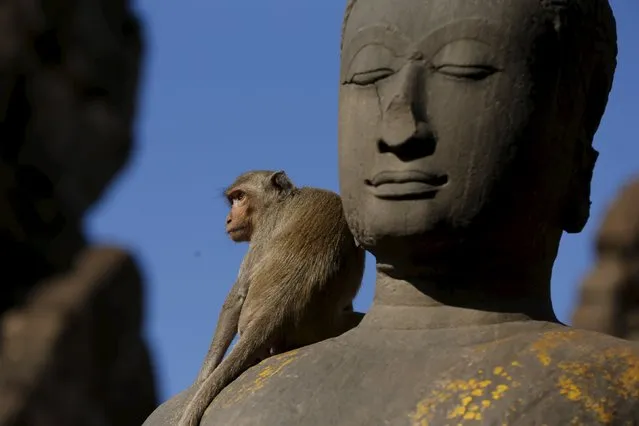 A long-tailed macaque sits at the Pra Prang Sam Yot temple before the annual Monkey Buffet Festival in Lopburi, north of Bangkok November 29, 2015. (Photo by Jorge Silva/Reuters)