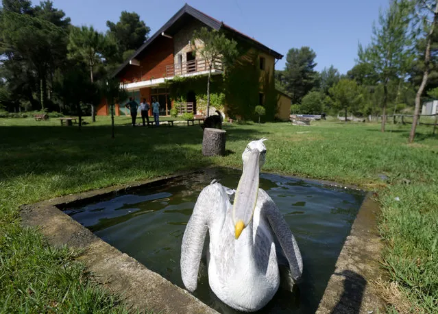 John Malko, a Dalmatian Pelican (Pelecanus crispus) looks at the camera in the visitor's centre of the Divjake-Karavasta National Park in Divjaka, Albania May 21, 2018. (Photo by Florion Goga/Reuters)