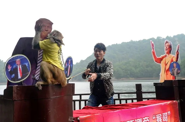 A monkey kisses the cardboard cutout of US Presidential candidate Donald Trump during a selection intended to predict the result of the US election, at a park in Changsha, in China's Hunan province on November 3, 2016. The monkey chose Republican candidate Donald Trump. (Photo by AFP Photo/Stringer)