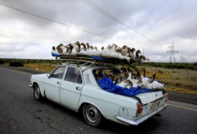 A man carries gooses on top of his car as he drives on a highway that leads to the city of Ganja, Azerbaijan on October 21 2020. (Photo by Umit Bektas/Reuters)