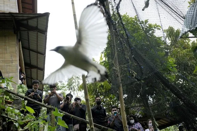 People watch and take photos as a Bali mynah is released into the wild in Tabanan, Bali, Indonesia on April 19, 2022. Capture of the highly sought collector's item in the international cage bird trade for more than a century coupled with habitat loss led to the bird being listed as “critically endangered” in 1994. By 2001 only a few Bali mynahs were living in the wild with thousands in captivity across the globe, but, a conservation program over the past 10 years has seen success with population now estimated to be more than 400 throughout West Bali National Park. (Photo by Tatan Syuflana/AP Photo)
