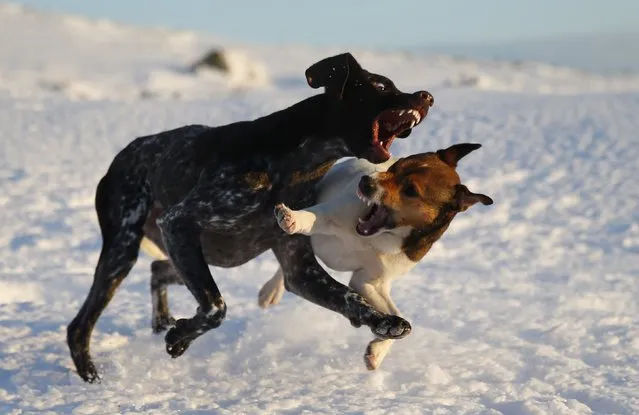 Two dogs play together in the snow during wintry weather near Pitlochry, Scotland January 18, 2015. (Photo by Russell Cheyne/Reuters)