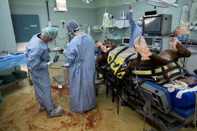In this Wednesday, December 2, 2015 photo,  veterinarians and students operate on a horse with a broken leg at the Hebrew University's Koret School of Veterinary Medicine in Rishon Lezion, Israel. “They are not good patients”, said Dr. Gal Kelmer, who heads the large animal department. “I get a lot of satisfaction when things work”. (Photo by Oded Balilty/AP Photo)