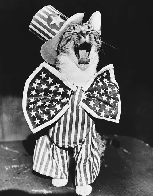 This feline version of Uncle Sam is all dressed up in patriotic attire for the Fourth of July in New York City, 1956. (Photo by Bettmann Archive/Getty Images)