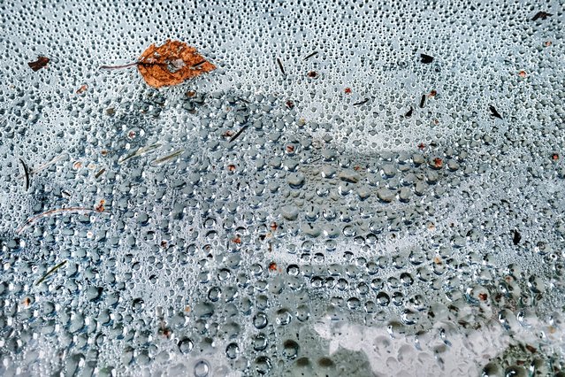 A leaf among raindrops in London on January 1, 2025 as more than 130 flood warnings were in place for England. (Photo by Linda Nylind/The Guardian)