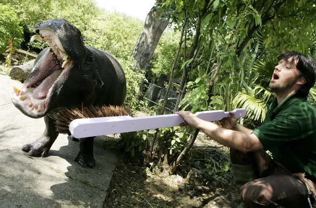 Zoo keeper Paul Kybett cleans Nicky the Pygmy hippopotamuses' teeth with a new giant (5ft) toothbrush at London Zoo on July 20, 2006 in London England. The Zoo's two hippos, named Nicky and Thug, have a pink and blue toothbrush respectively and to celebrate the arrival of the new toothbrushes, the zoo is holding a half-price entry “Don't Forget Your Toothbrush Day” on July 23. (Photo by Claire Greenway/Getty Images)