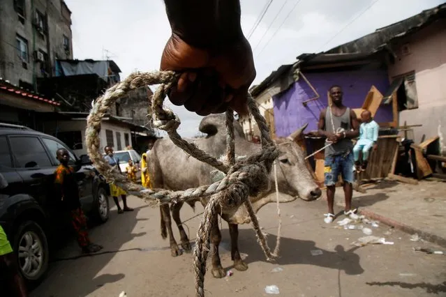 Muslims prepare to slaughter a sacrificial animal in a street after the prayers marking the Eid al-Adha festival, in Adjame, Abidjan, Ivory Coast on June 28, 2023. (Photo by Luc Gnago/Reuters)