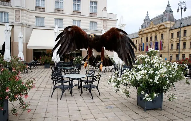 “Hlapic”, the falcon flies at Hotel Esplanade's “Oleander terrace” restaurant in Zagreb, Croatia, 07 July 2023. Vitold Kosir has been engaged in falconry for 36 years, but his basic occupation is as a Violin musician at Symphony orchestra of Croatian Radio and TV. His falcon is American harris hawk, including five more and one roaring eagle. The prestigious Hotel Esplanade figured out how to protect its guests from birds such as pigeons and crows, and hired Vitold Kosir with his falcons to make restaurant guests feel protected. Vitold also protects parks and agricultural lands in Croatia. (Photo by Antonio Bat/EPA/EFE)