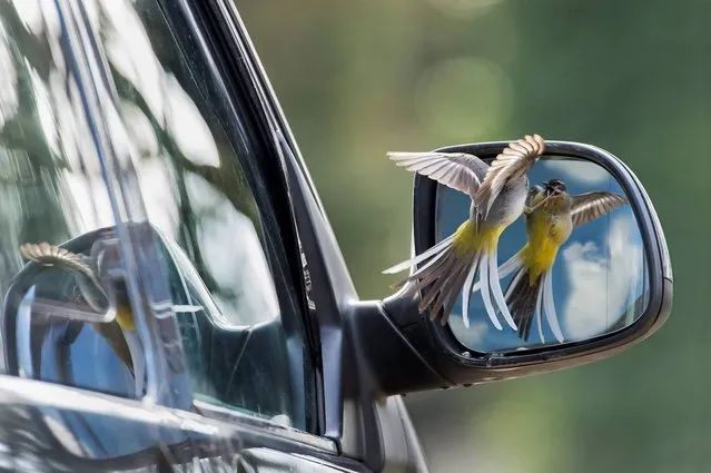 Undated handout photo issued by the British Wildlife Photography Awards of “Deadly Rivals” by Robin Orrow, winner of the Animal Behaviour category in the British Wildlife Photography Awards 2013. (Photo by Robin Orrow/BWPA/PA Wire)