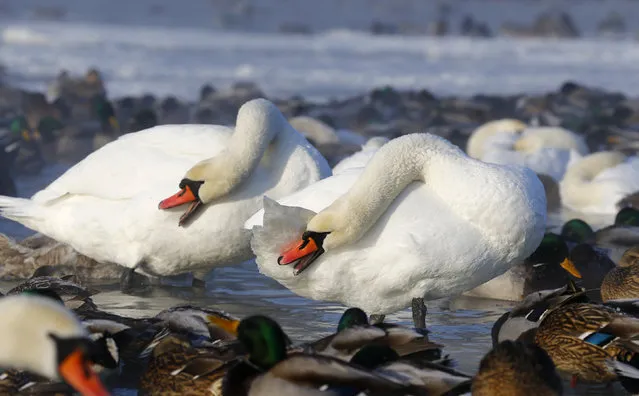 Mute swans and mallard ducks are seen in a lake as the temperature dropped to around minus 23 degrees Celsius (minus 9.4 degrees Fahrenheit) on the outskirts of Minsk, Belarus January 5, 2016. (Photo by Vasily Fedosenko/Reuters)