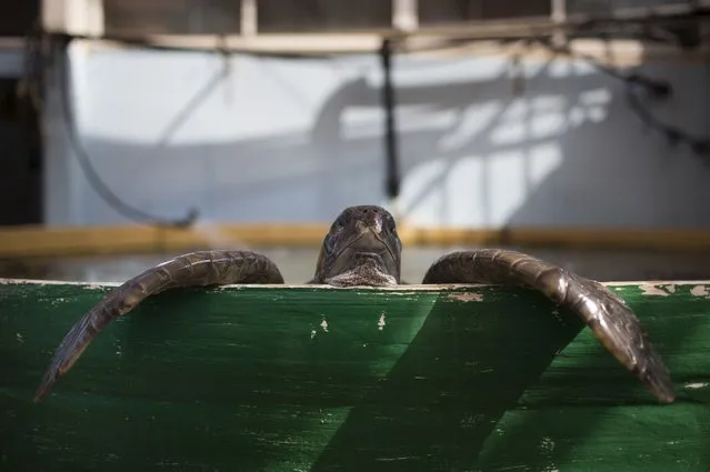 A blind Green turtle in it's pool at the sea turtle rescue center where the breeding stock of Green turtles undergoes a weekly washing and weighing on September 15, 2013 in Mikhmoret north of Netanya, Israel. From transplanting turtle nests during the nesting season to protected beaches, through the rescue and treatment of wounded turtles brought in by fishermen or washed up on Israel's shores, to the development of a long-range breeding program for the threatened Green turtles, the volunteers and staff of the Israeli Nature and Parks Authority are doing their best to protect the creatures. The numbers have dwindled in the Mediterranean to an estimated 450 nesting female Green turtles and about 2500 nesting female Loggerheads. Far removed from man-made obstacles and protected from their natural predators such as crabs, foxes and birds, the hatchlings make their race to the sea with the hope that more than 20 years later they will return to the same beach to ensure the species survival. (Photo by Uriel Sinai/Getty Images)