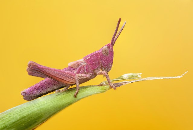 A pink grasshopper is spotted at the Messingham Sand Quarry in Scunthorpe, Lincolnshire, UK in the second decade of July 2023. The dazzling creature is incredibly rare, with experts estimating that a person has a chance of about 1 per cent of seeing one in their lifetime. (Photo by Calvin Taylor Lee/Animal News Agency)