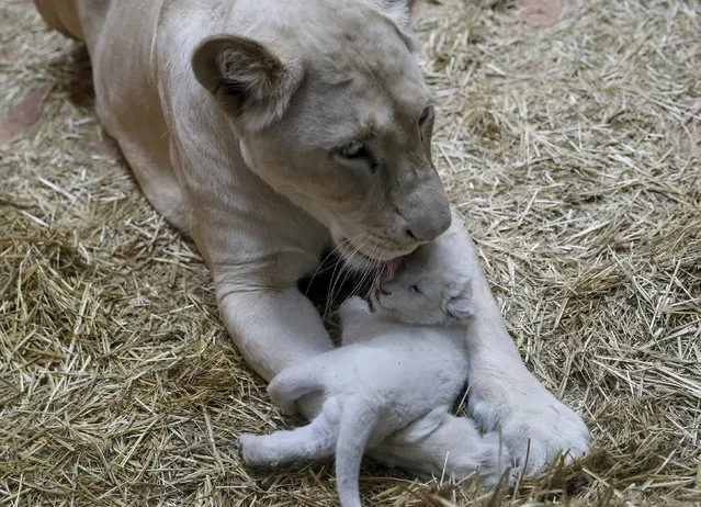 A white lioness and one of her three cubs are seen at a private zoo called "12 Months" in the town of Demydiv, Ukraine, January 13, 2016. (Photo by Gleb Garanich/Reuters)