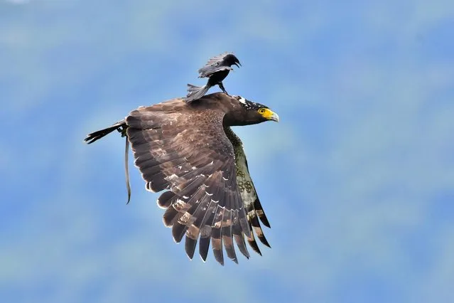 The black drongo lands on the five-foot-wingspan eagle and appears to peck it on the back of the head in the stunning snaps. Wildlife photographer Liu Chia-Pin snapped the crested serpent eagle resting on a branch as it tried to eat a snake it had caught in Taipei, Taiwan in Asia. The drongo then flew low and perched on the bird of prey. And the eagle eventually made off. The snapper said: “When the eagle was about to eat a snake, he did not expect the small bird to pounce. The small bird drove at the eagle and attacked. This species often shows aggressive behaviour to larger birds”. (Photo by Liu Chia-Pin/Hitchhiker/MediaDrumWorld.com)