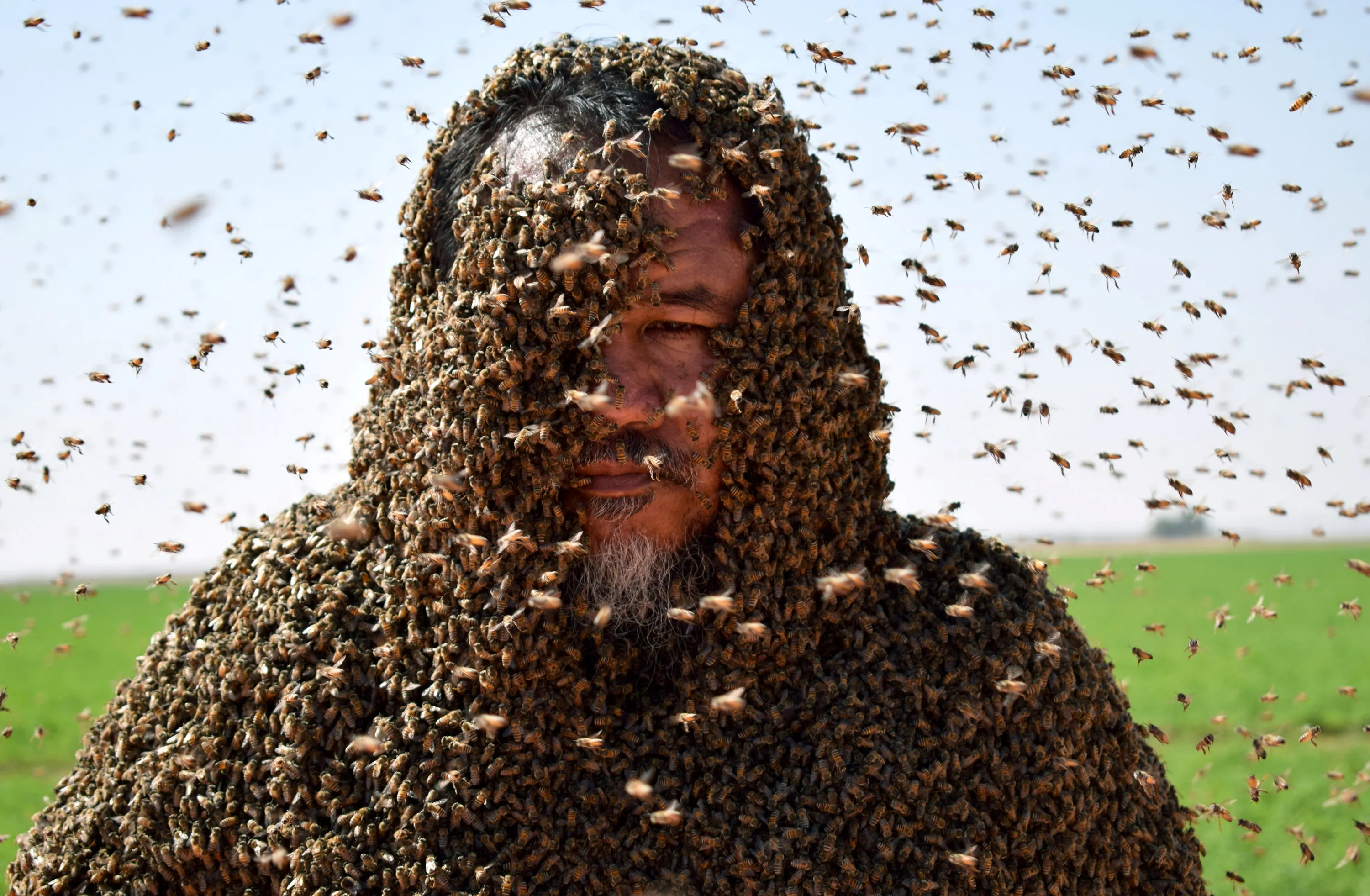 Убегаем пчел. Пчелиный Рой. Роение пчел. Пчелы роятся. Человек пчела.