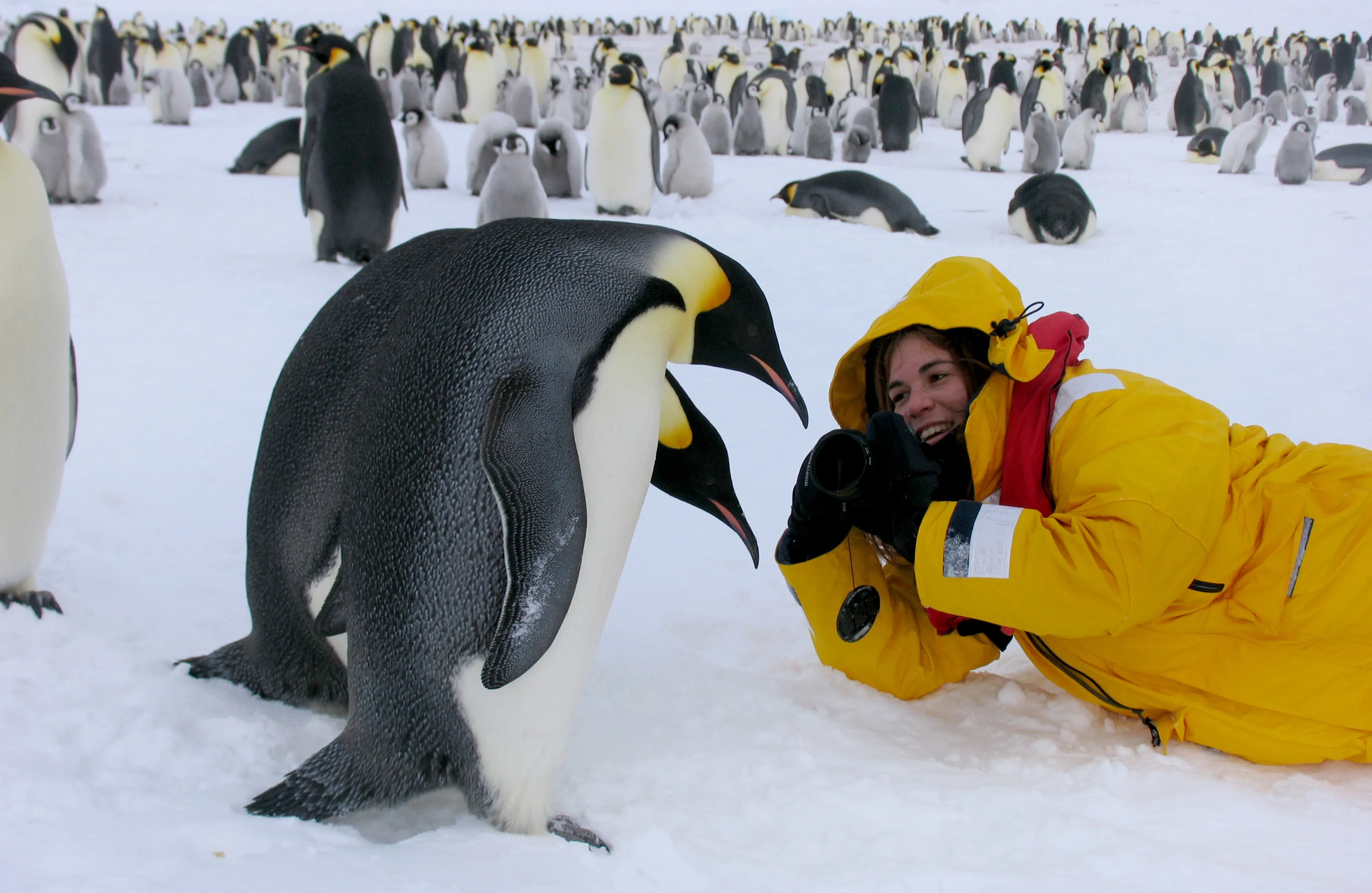 Поднимать пингвинов в антарктиде вакансии. Императорский Пингвин в Антарктиде. Антарктида переворачиватель пингвинов. Антарктический Императорский Пингвин. Переворачиватель пингвинов профессия.