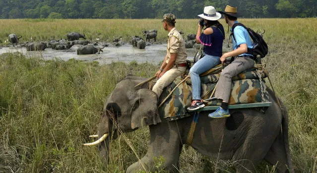 Indian tourists take pictures of a herd of water buffalos while enjoying an elephant ride on the opening day of the Pobitora Wildlife Sanctuary in Morigaon district of Assam, India, 07 October 2018. (Photo by EPA/EFE/Stringer)