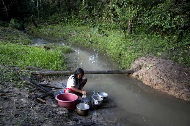 In this March 17, 2015 photo, Ashaninka Teresa Lopez washes pots after cooking breakfast for her family, along a stream in the hamlet of Saweto, Peru. Ashaninka Indians, whose staple diet is yucca, banana, fish and chicken eggs, use the stream for washing and drinking. However, some people in the hamlet drink bottled water. (Photo by Martin Mejia/AP Photo)